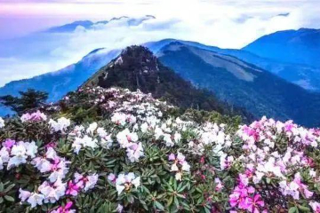 世界瑶都.广西金秀召开“鹃恋圣堂·康养金秀”2023金秀圣堂山杜鹃花文化旅游节新闻发布会