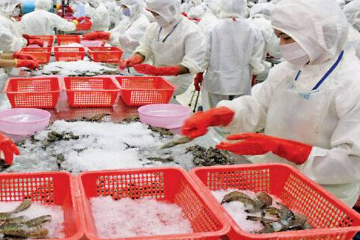 Myanmar exports 16,000 tonnes of shrimp to external markets in FY 2022-2023