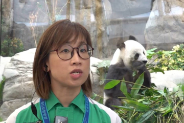 照顾“国宝”十六载 来看香港大熊猫护理员的工作日常
