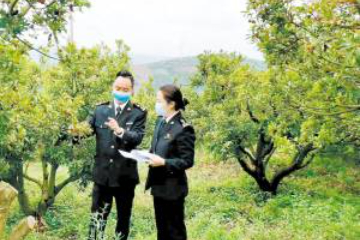 中国云南杨梅凭首份中—柬原产地证书出口柬埔寨