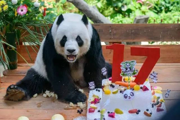 旅马来西亚一对大熊猫“兴兴”“靓靓”喜迎17岁生日