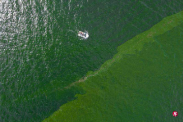 泰国东岸浮游生物暴增威胁海洋生物影响渔民生计