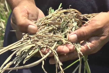 印尼5个月未降雨 巴厘岛已进入紧急状态