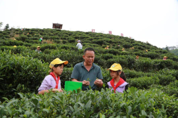 塘平小学红领巾茶园显风采