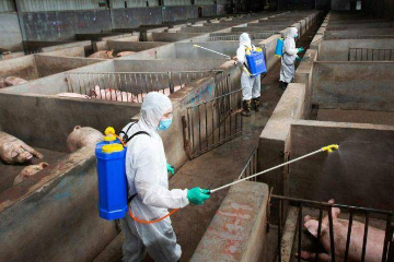 越南将出口非洲猪瘟疫苗 国际组织指试验数据不足