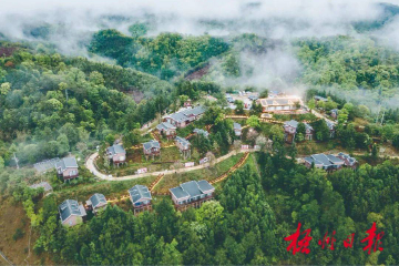 挖掘茶文化 做活茶旅游丨广西六堡镇全力推动文旅产业高质量发展
