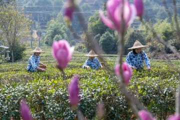广西苍梧：春茶飘香采摘忙