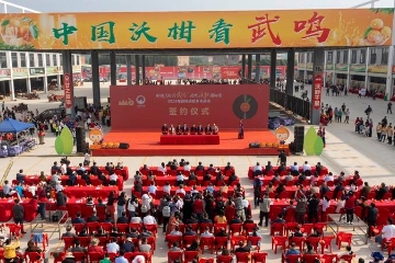 广西武鸣：百万吨沃柑元旦“重磅”开市