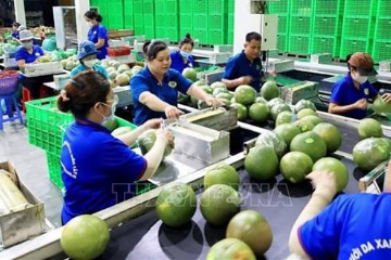 2024年正是越南蔬果出口启动之年