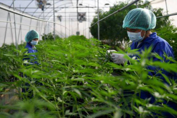 泰国拟严格限制大麻用途 泰卫生部长：所有娱乐和休闲用途都是错误的