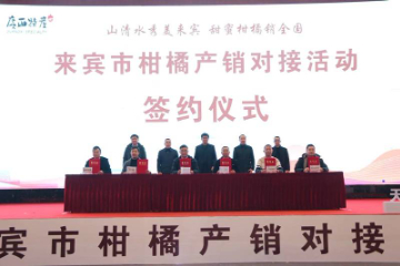 广西来宾：精准对接擦亮柑橘名片拓宽市场渠道