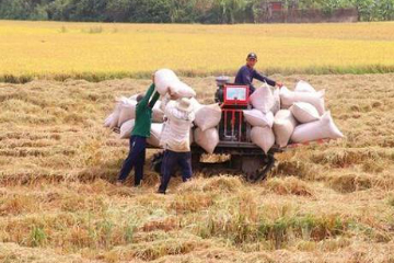 Vietnam’s rice exports hit record high since 1989