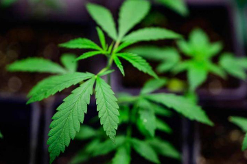 菲律宾参议院提呈法案 推动医用大麻合法化