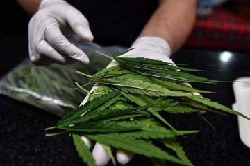 泰国政府为何在大麻政策上发生转变？